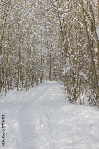 winter, winterlandschaft, schnee, wald, baum, bäume, natur, spaziergang, spur, spuren, spuren im schnee © fotoman1962
