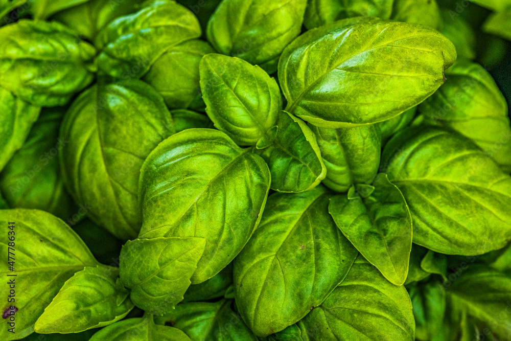 Basil Basil