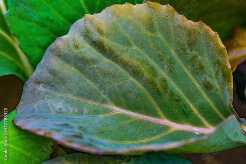 Broccoli Leaf