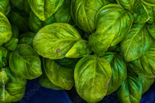 Basil