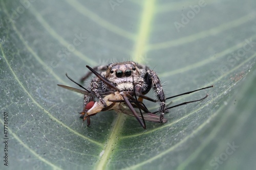 Hyllus Semicupreus with prey