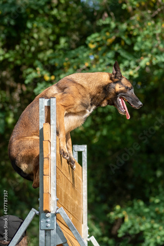 berger belge malinois en ring 