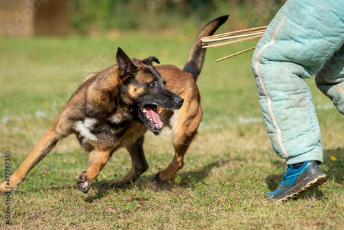 berger belge malinois en ring  photo