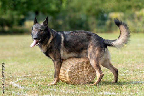 berger allemand en ring