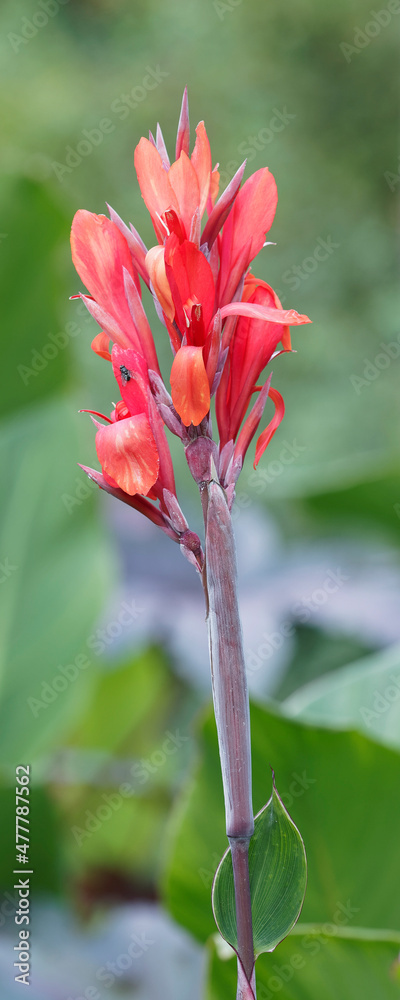 (Canna indica)  Indisches Blumenrohr. Stangel mit grünen Kron- sowie drei Kelchblättern in Rot