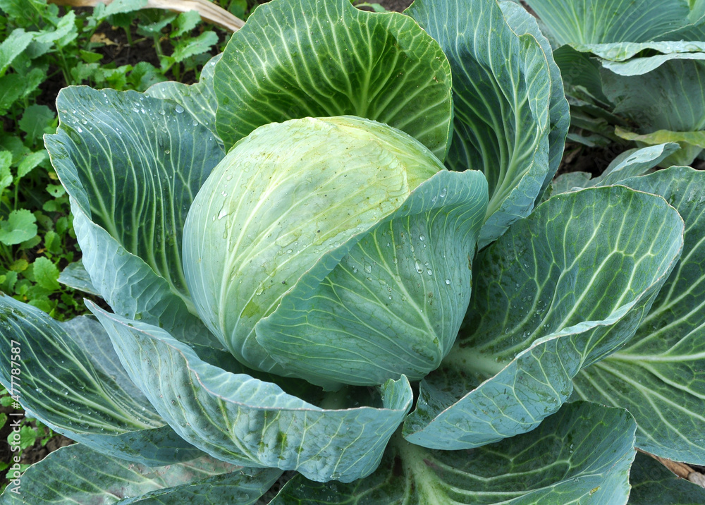 Cabbage grows in the garden. Cabbage grows in the garden.