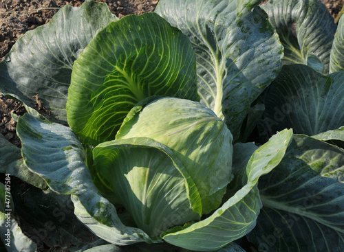 Cabbage grows in the garden.