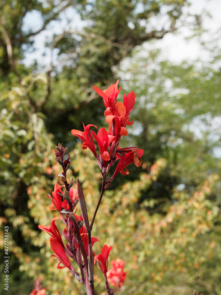 Blühen von Indisches Blumenrohr oder Canna indica in Rot oder Rosa