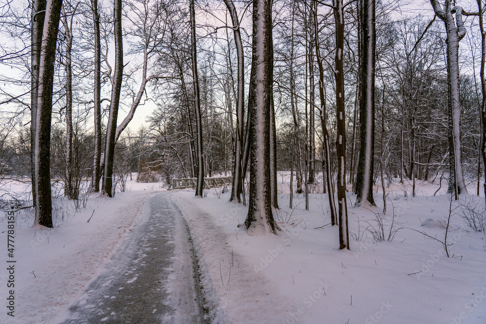 A path in the park, tree trunks with snow. A path in the park, tree trunks with snow.