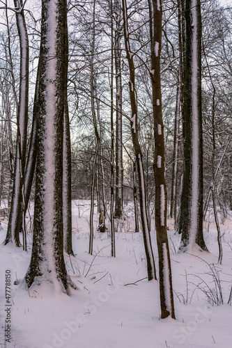 Tree trunks in the park are covered with snow.