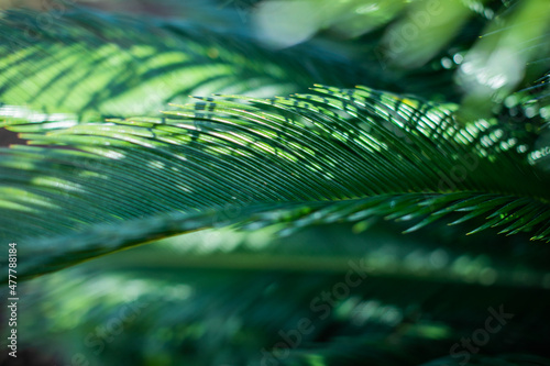 Green leaf of feather fern plant. Latin name - asparagus setaceus (1). High quality photo