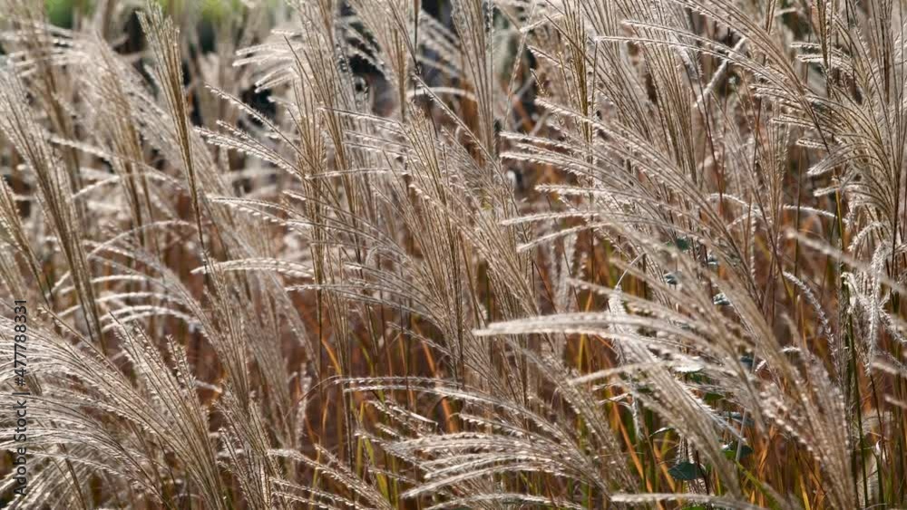 Autumn reed Autumn reed