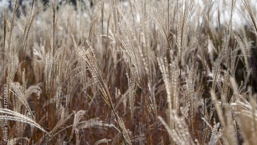 Autumn reed Autumn reed
