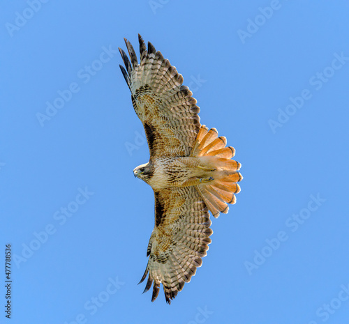 Obraz na plátně Red Tail Hawk with wings and tail feathers fully spread