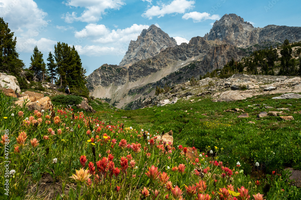 Wildflower Season in Grand Teton National Park - obrazy, fototapety, plakaty 