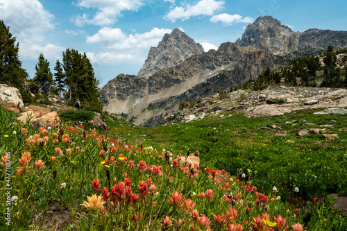 Fotografiet Wildflower Season in Grand Teton National Park