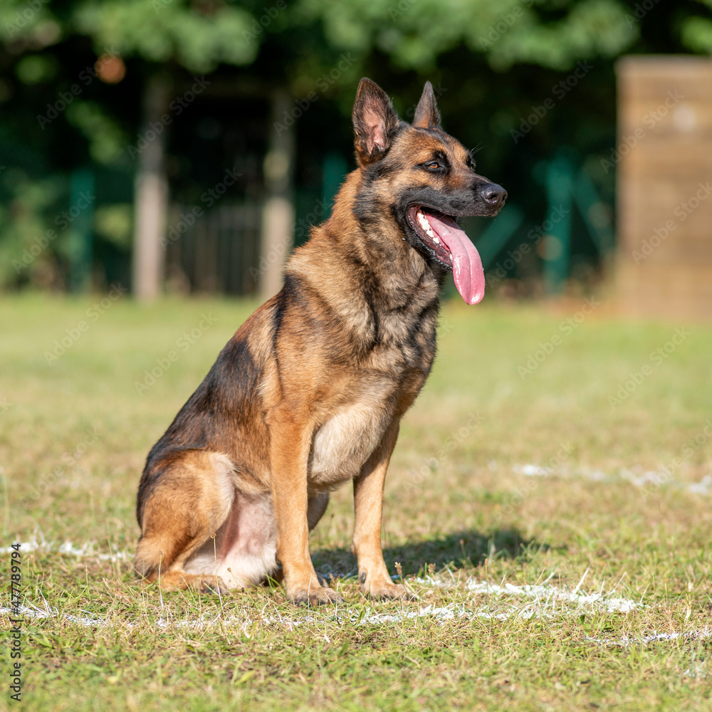 berger belge malinois en ring 