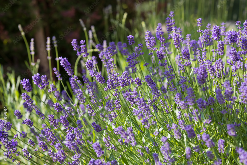 Naklejka premium The purple lavender flowers on green summer garden. Blurred background with light bokeh and short depth of field.