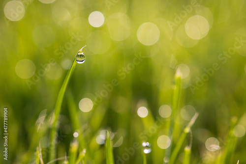 Dew drops on the spring, green grass. Meadow macro close up in nature.