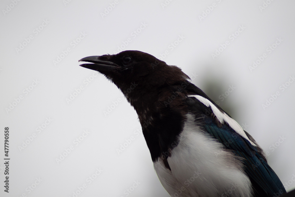 Fototapeta premium crow on the ground