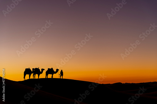Fototapeta Naklejka Na Ścianę i Meble -  Silhouette Of Camels Against The Sun Rising In The Sahara Desert In Morocco