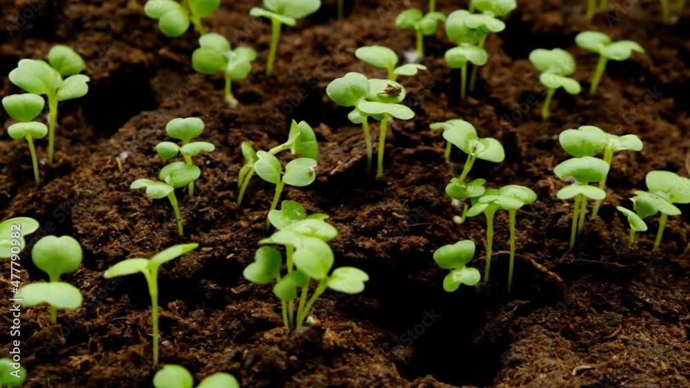 sprouts in peat close-up. Green seedlings in peat tablets in germination tray. 4k footage sprouts in peat close-up. Green seedlings in peat tablets in germination tray. 4k footage