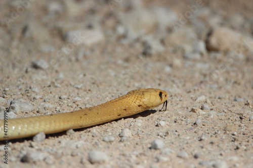Cape Cobra in the Kgalagadi