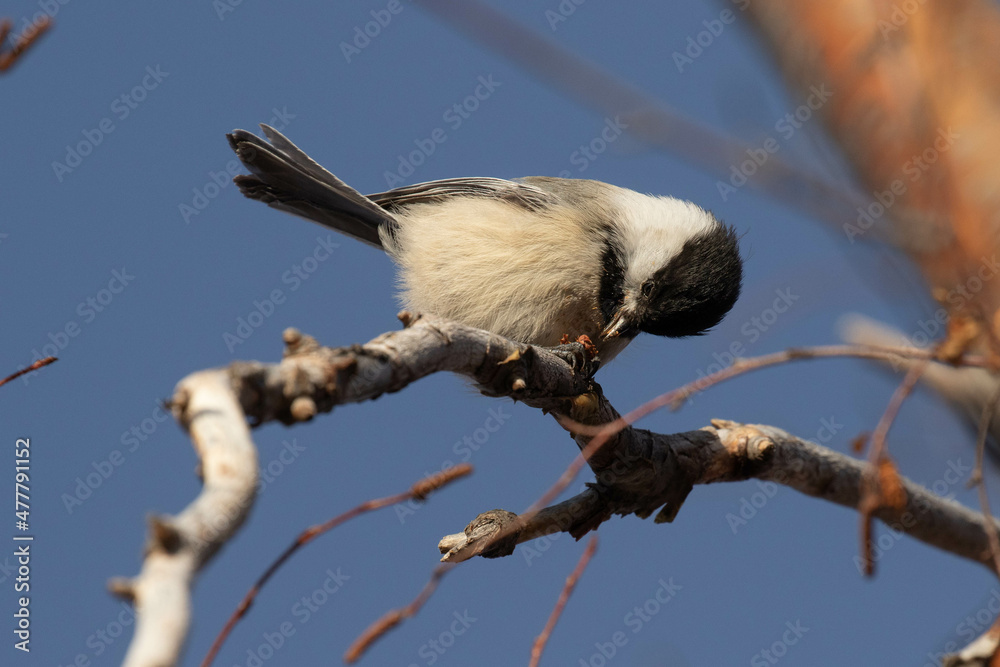 Fototapeta premium Black-capped Chickadee Eats a Sunflower Seed