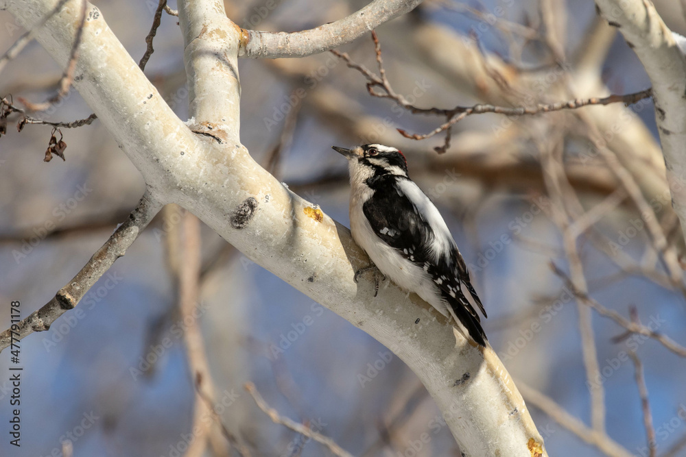 Fototapeta premium Hairy Woodpecker