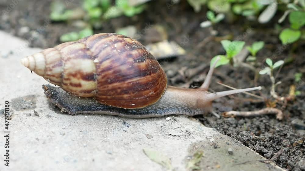Snail or Achatina fulica one of the worst invasive species on earth. Snail or Achatina fulica one of the worst invasive species on earth.