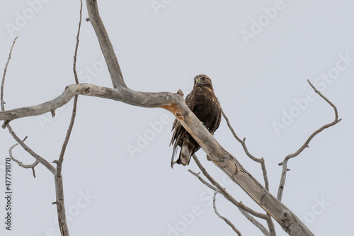Dark Phase Rough Legged Hawk