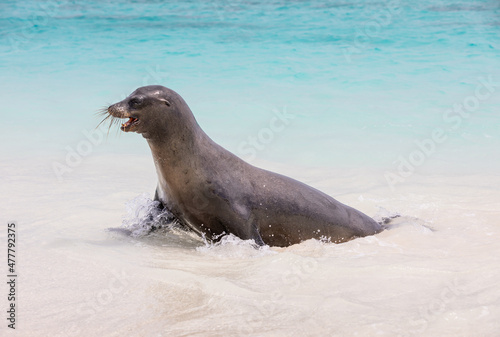 Galapagos sea lion splashing in surf at shoreline