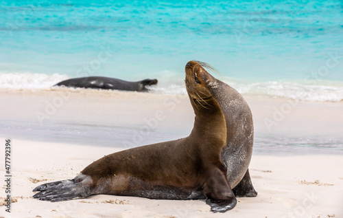 Galapagos sea lion at shore with colorful sea in background