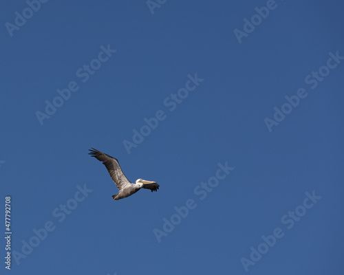 Pelican flying in blue sky.