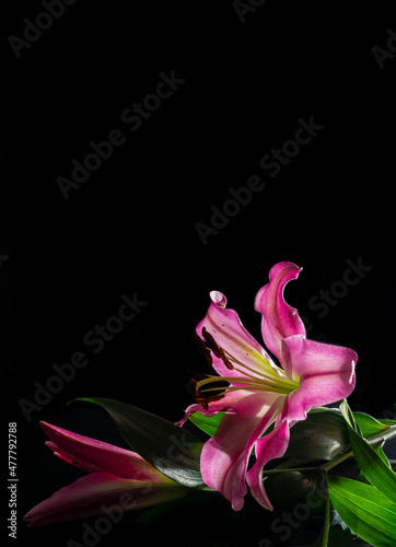 Still life, back lit pink lilies on a black background