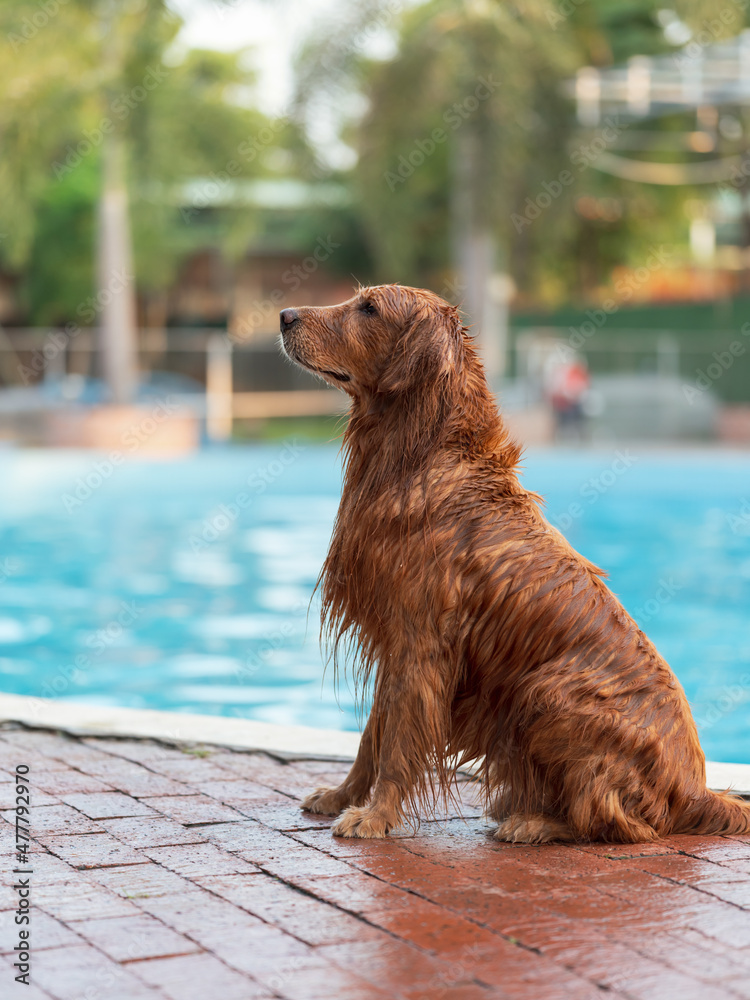 Golden Retriever playing by the pool Golden Retriever playing by the pool