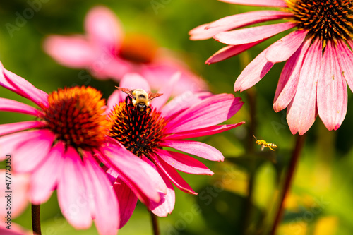 Purple coneflower, or echinacea, is a popular sun perennial seen with two different species of bees. Space for text.