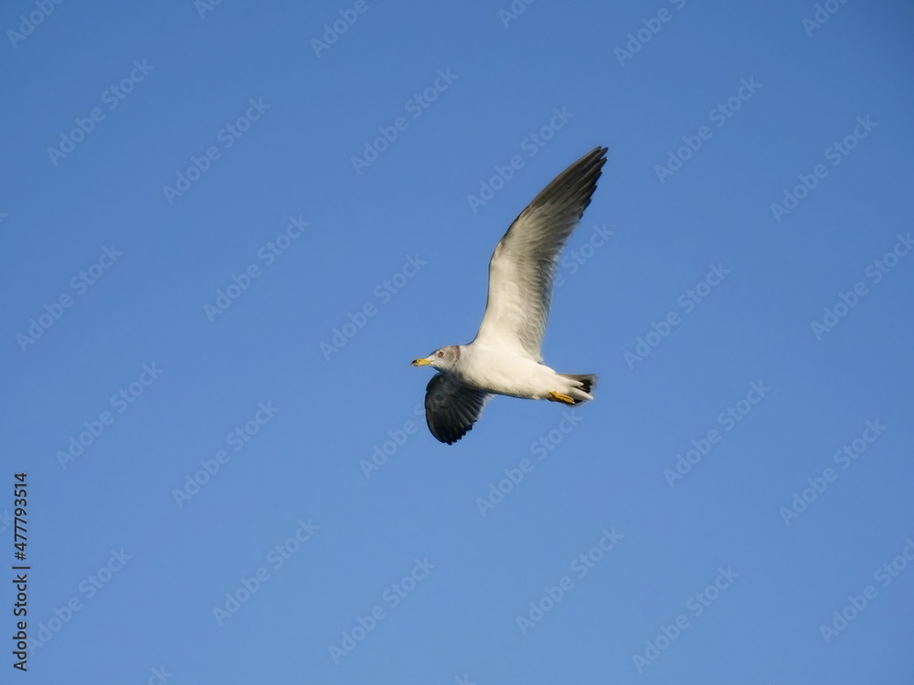 Obraz premium カモメ