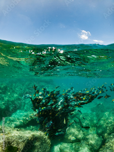 free dive  Coral  Phuket Sea  swarm of fish  underwater