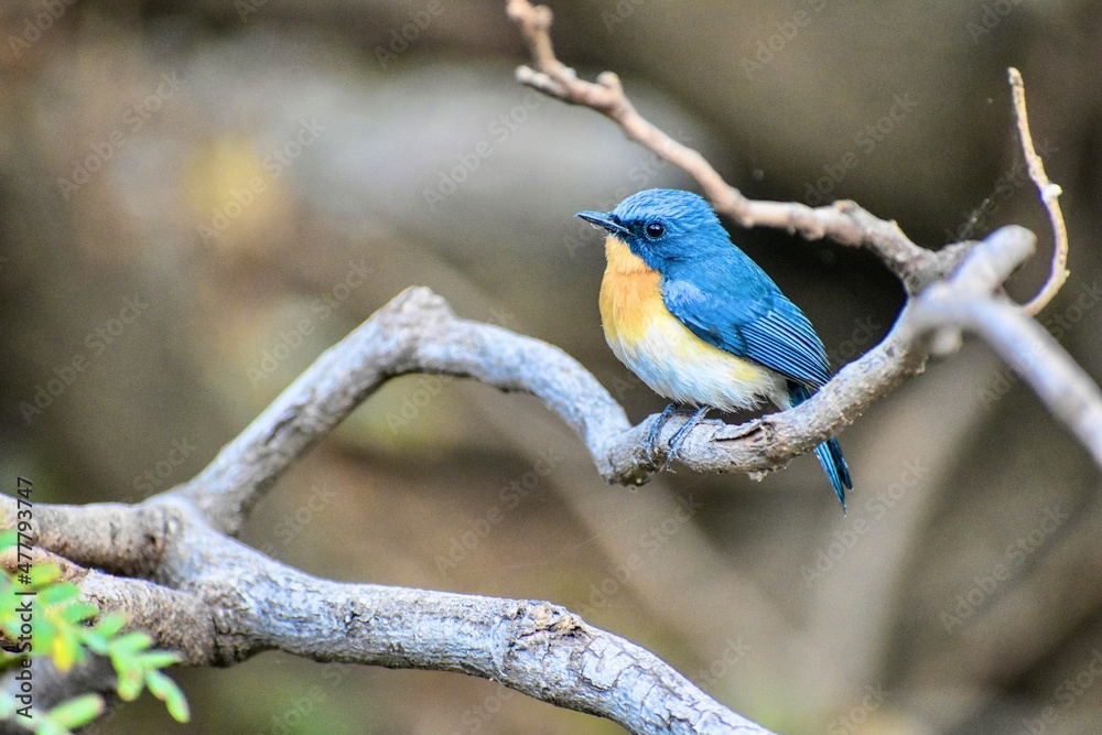 The Blue Flycatcher