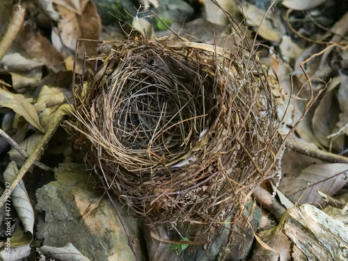 鳥の巣 photo
