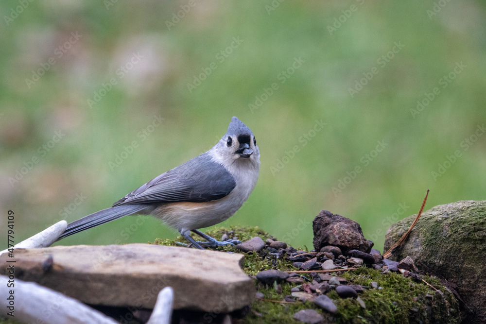 Fototapeta premium bird on a moss covered rock, tufted titmouse, low light 