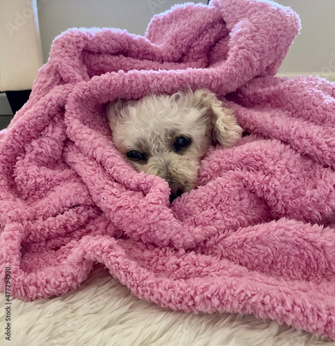 Pup in Pink Blanket © adrienne