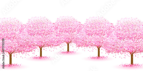 桜　春　花　背景