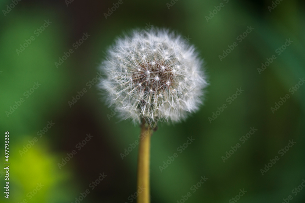 dandelion close up shallow depth of field 