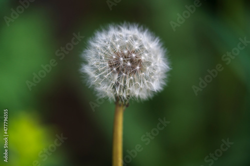 dandelion close up shallow depth of field 