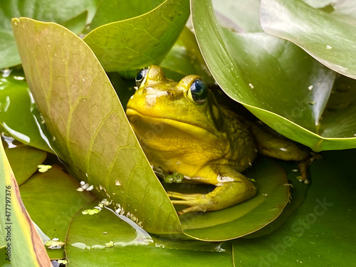 Green Frog