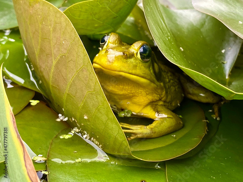 Green Frog