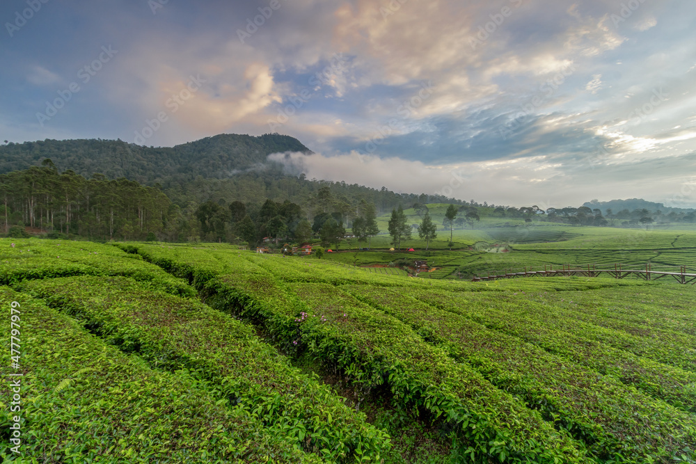 Beautifull view of the expanse of tea gardens and the background of the mountains in Riung Gunung, Bandung.