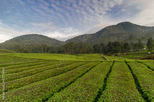 Green tea garden pattern on mountain background and cloudy blue sky.
